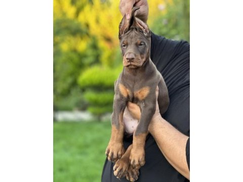 50 günlük a kalite dev doberman yavruları