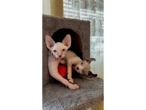Hemen sahiplendirilecek sphynx yavrularımız