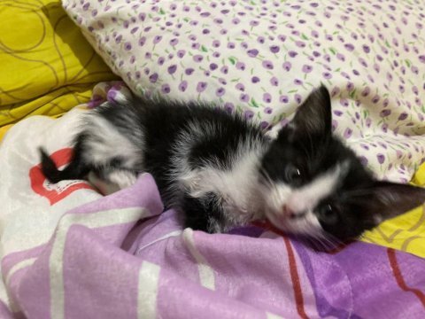 Smokin kedi yavrumuz