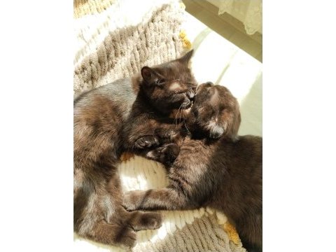 Scottish fold ve ragdoll kırması