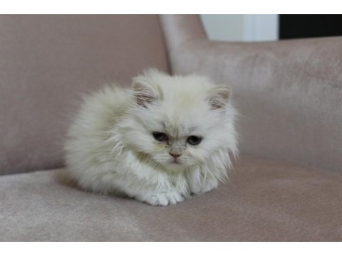 British longhair, vena yı sahiplendiriyoruz 2 aylık