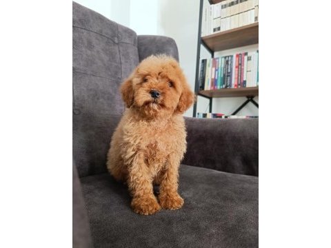 Red poodle yavrumuz