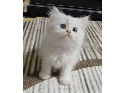 Safkan ırk yavru kediler