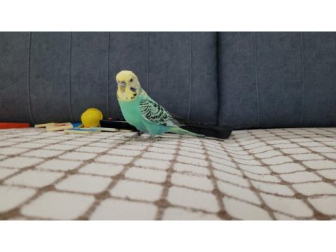 Muhabbet kuşu çok güzel renkler