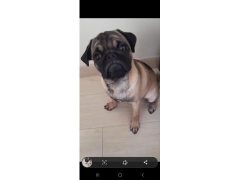 5 aylık pug mops acil