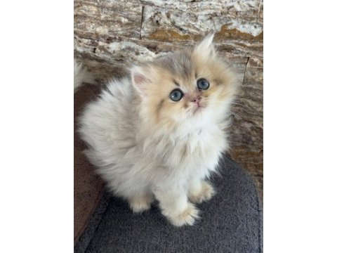 British longhair kedisi