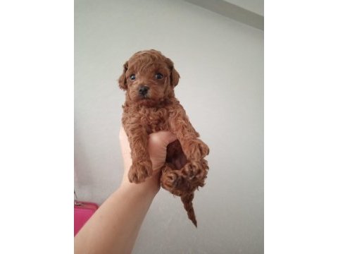 2 erkek poodle 2 aylık
