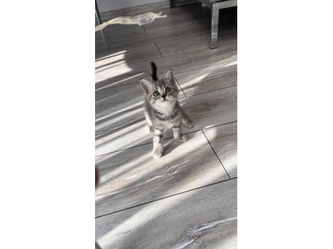 Yavru dişi british shorthair