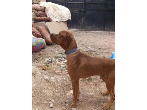 Pointer yavrular ve yetişkin pointer