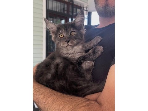 Wcf üyesi grand design catteryden black smoke maine coon