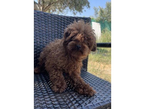 Erkek yetişkin poodle