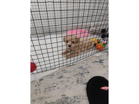 Oyun delisi maltipoo