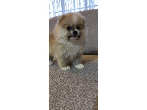 Pomeranian boo erkek ve dişi yavrularımız
