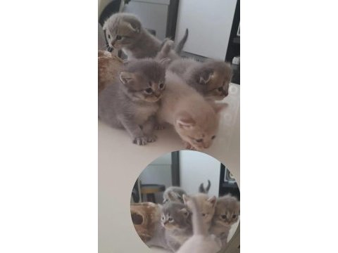 Sahiplendirilecek 5 tane cins kedi scottish fold