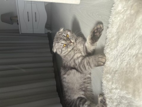 Scottish fold bal kızım