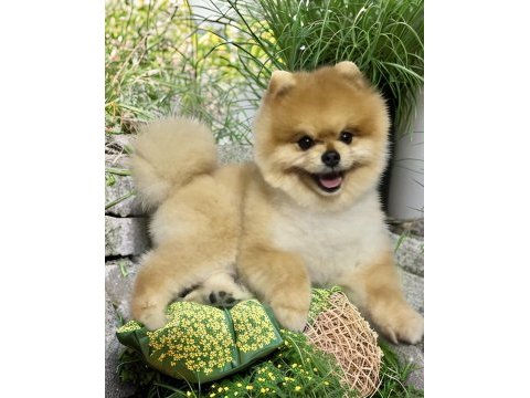 Beyaz renk ayı surat pomeranian boo 2 aylık dişi yavru