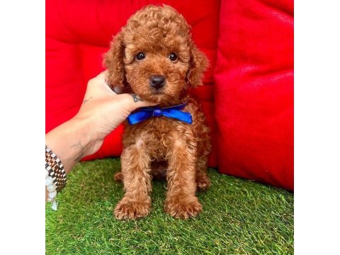 Safkan toy poodle bebekler
