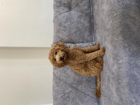 Kaliteli ırk garantili toy poodle
