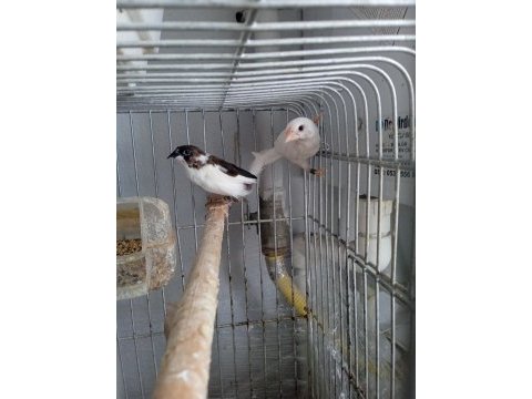 Damızlık bengal ispinoz finch takımlar