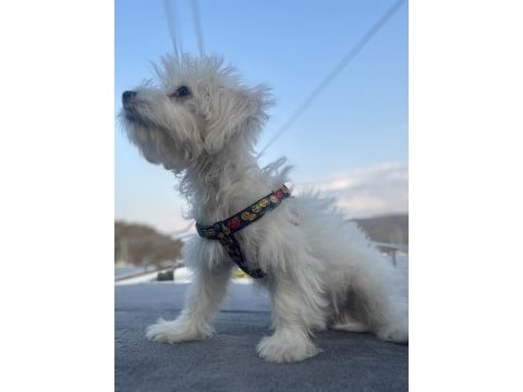 Dünya tatlı oglum maltese