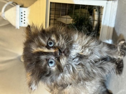 British longhair safkan dişi yavrular