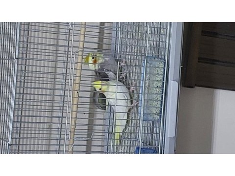 2.5 aylık ev üretimi sultan papağanı kuşlar