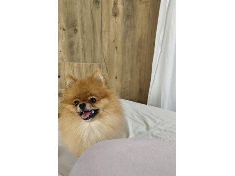 Pomeranian micro dişi