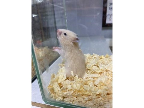 You ask for a hamster we'll bring it to antalya