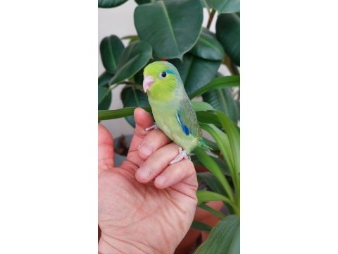 Uçmaya hazır bebek forpuslar