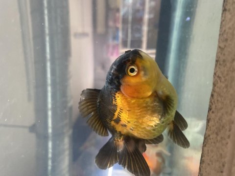 Baby fish aquarium adrese teslim alo gelsin