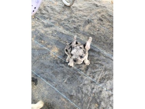 2 aylık merle french bulldog sahiplendirilecek