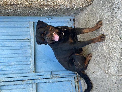 Erkek rottweiler yer kmaraş detay için yazın