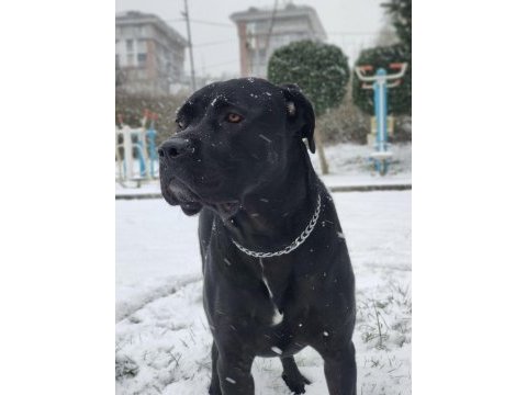 4.5 yaşında dişi kısır cane corso sahiplendirme
