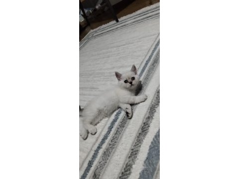 Bluepoint dişi british shorthair