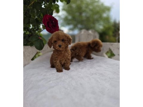 Ruhsatlı köpek çiftliğinden  toypoodle yavrularımız 