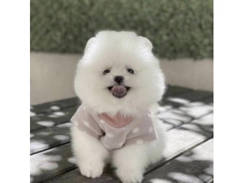 Bakımlı pomeranian boo