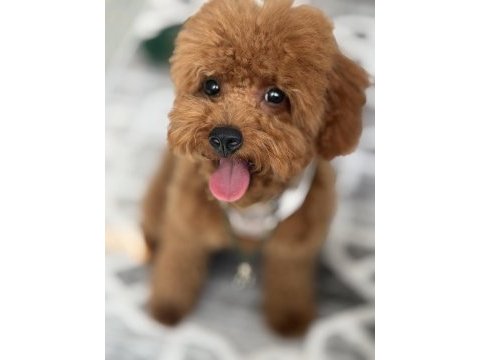 7 aylık tuvalet eğitimli poodle