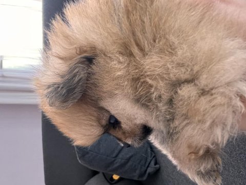 Pomeranian erkek bebek
