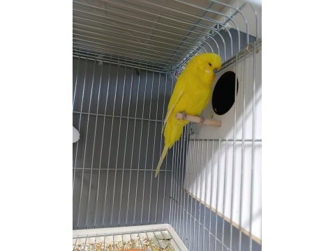 Yavrulu yumurtalı yeni eşleme muhabbet kuşları