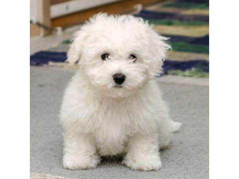Pamuk şeker maltese terrier cinsi yavrular