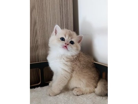 Çok yakışıklı bir erkek kedimiz