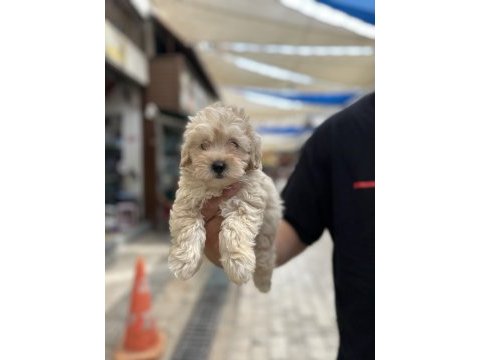 Orijinal sağlıklı aşılı maltipoo