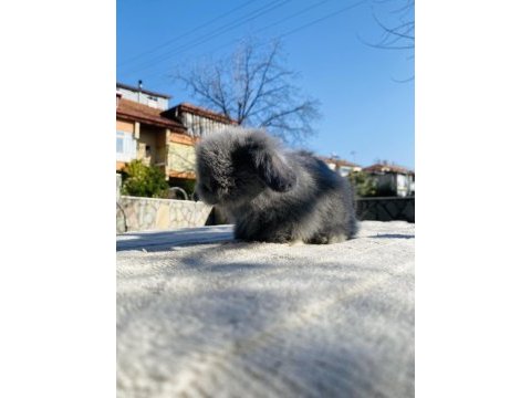 Teddy lop tavşanı yavrular sahiplendirilecek