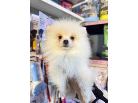 Spitz günü gelen aşıları yapılmıştır