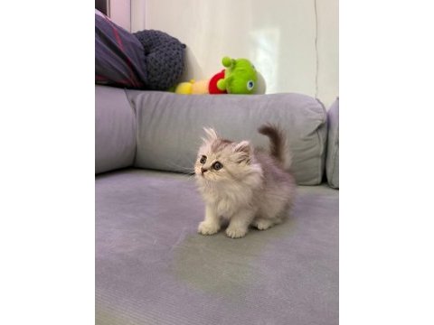 British longhair silver