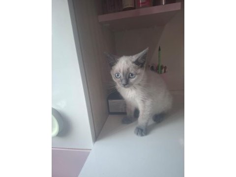 4 aylık dişi british shorthair