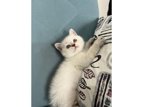 Blue point orjinal british shorthair prenses