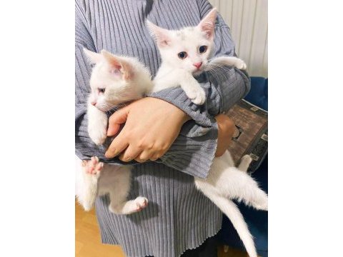 Kehribar van kedisi yavrularımız