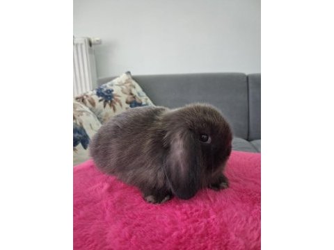 Mini lop tavşanı ithal orjinal