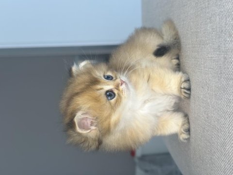British longhair babys